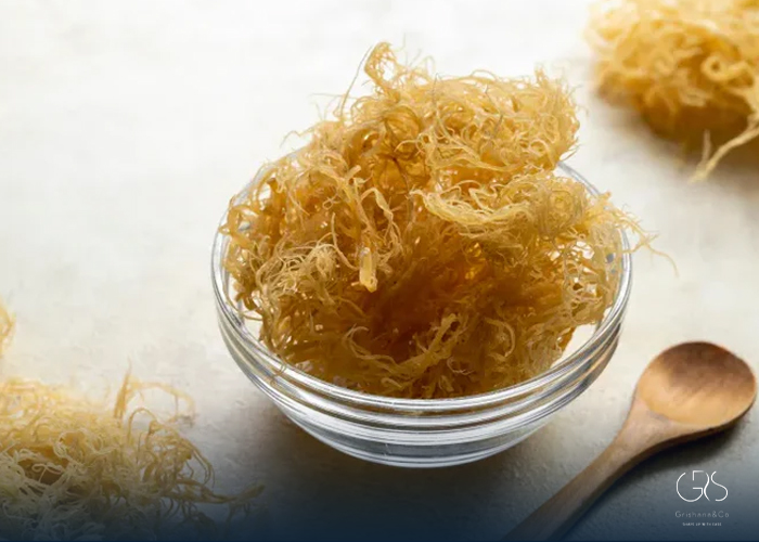 Sea Moss Benefits